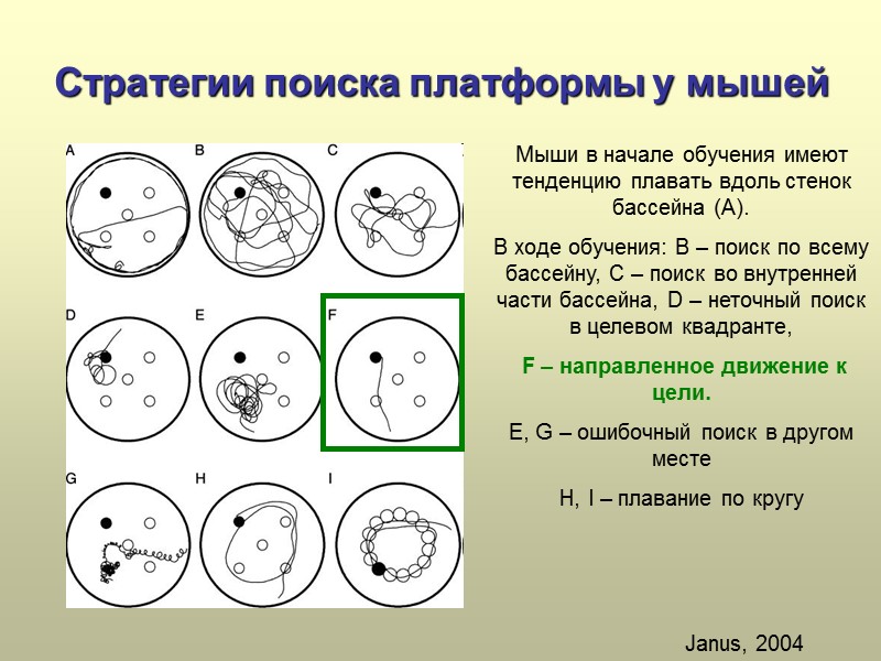 Стратегии поиска платформы у мышей  (A) A mouse naive to the water maze